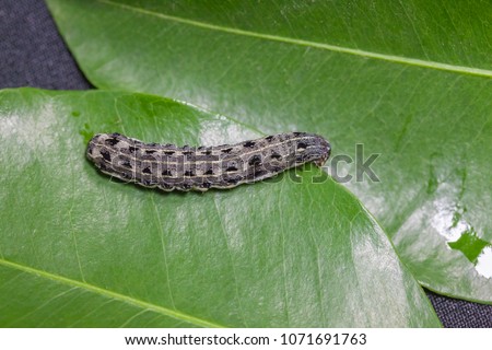 close up of common cutworm on leaves