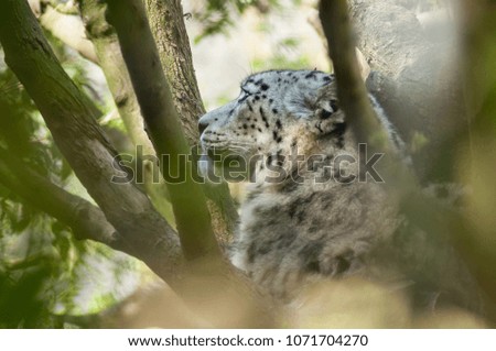 portrait of white leopard in a tree