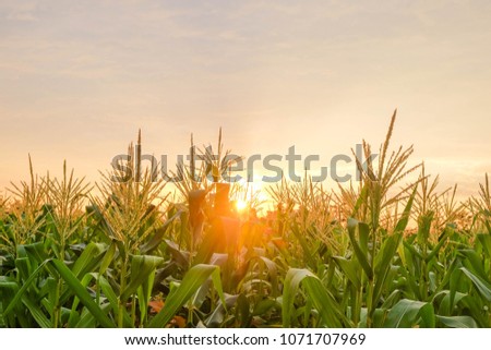 a front selective focus picture of organic young corn field at agriculture farm in the evening sunset.