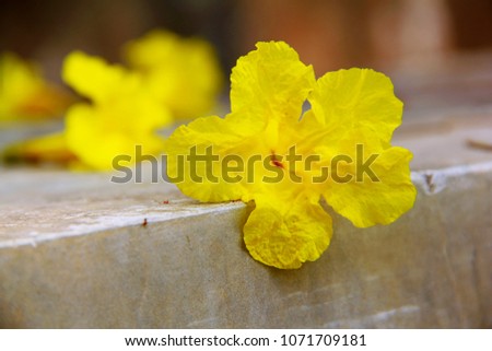 Yellow flowers of Handroanthus chrysanthus or yellow trumpet tree on cement floor. Blurred background.