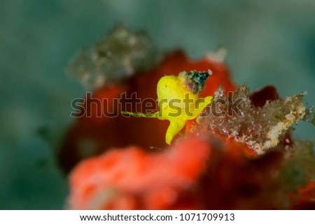 Yellow sea snail  (Epidendrium billeeanum). Picture was taken in the Banda sea, Ambon, West Papua, Indonesia
