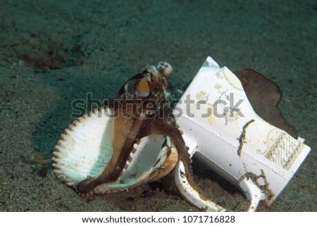  Coconut octopus (Amphioctopus marginatus). Picture was taken in the Banda sea, Ambon, West Papua, Indonesia