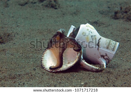 Coconut octopus (Amphioctopus marginatus). Picture was taken in the Banda sea, Ambon, West Papua, Indonesia