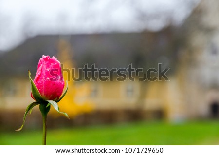 Red Rose Bud In The Foreground With Monastery In The Background