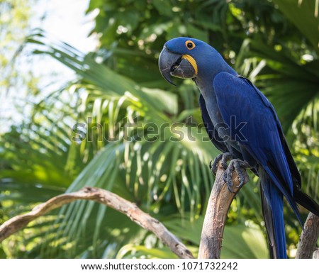blue macaw poses for your picture Royalty-Free Stock Photo #1071732242