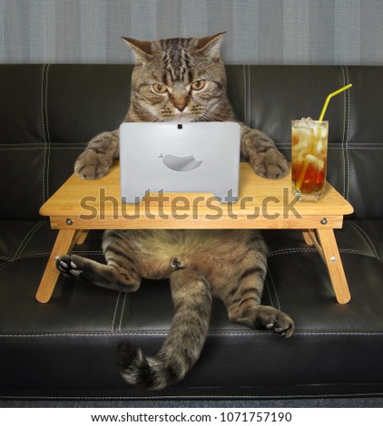 The cat with a laptop is sitting on the black leather sofa and drinking a cold tea.