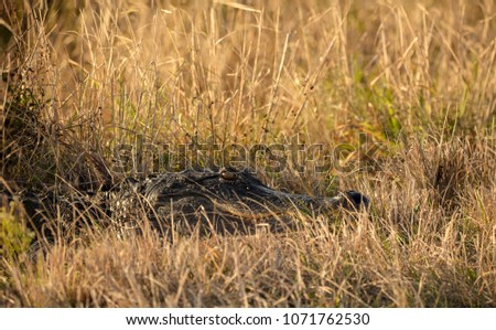 alligator hides in grassy meadow and waits for prey