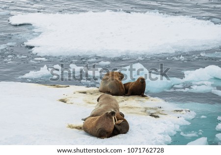walruses lie on an ice floe in the Arctic Ocean in a natural habitat