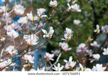White magnolia bloom. Many flowers blossoming