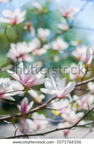 White magnolia blossom with blurred background