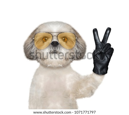 Shitzu dog with victory fingers. Isolated on white background