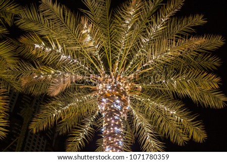 Palm tree at night in a garland