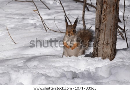 Squirrel in the snow. 