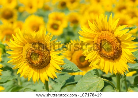 Blooming field of sunflowers, blue sky