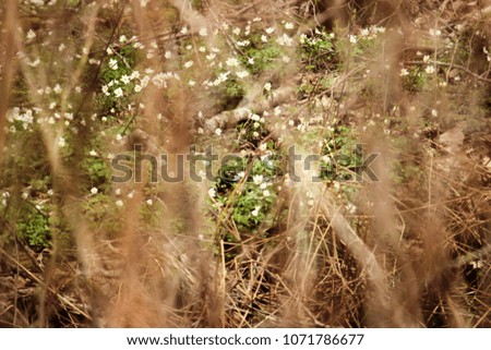 Abstract background with lush white buttercups in a forest between dry grass. Spring theme