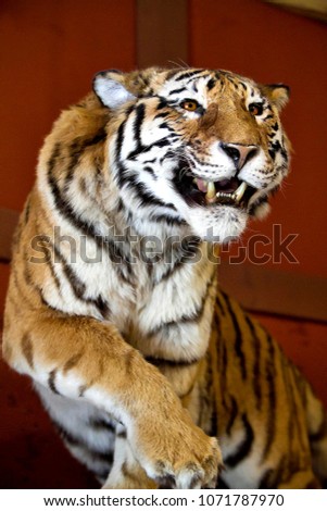 Great tiger picture on the beautiful red background. Amazing wildcat with a strong look in eyes. Bengal tiger pose on beautiful background. Portrait of bengal tiger. Tiger walking. 