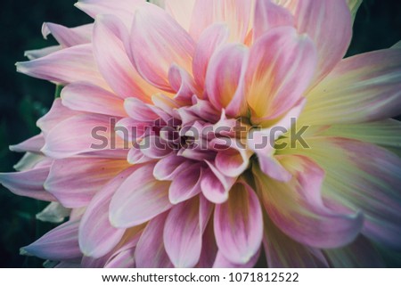Colorful macro shot of chrysanthemum flowers. Chrysanthemum yellow and pink, floral background. Delicate autumn flower. Seasonality concept.