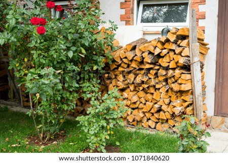 Oak firewood chopped in the courtyard of the house