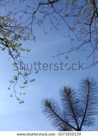 Branches of trees against the sky. 