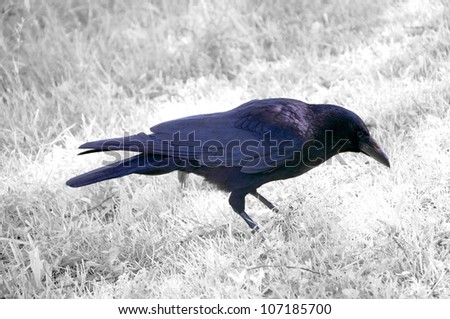 A Crow or Raven on white grass