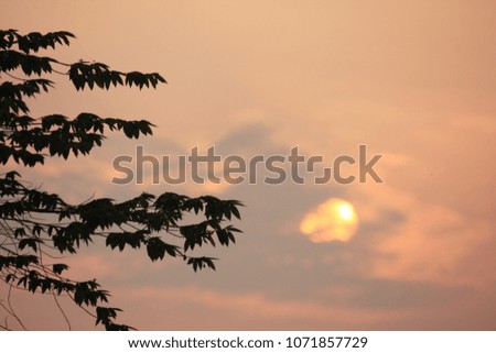 The sun and silhouette of tree during sunset.  