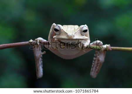 Borneo Eared frog on branch, tree frog, frog
