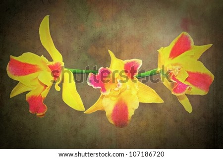 Close up of a beautiful blooming Pot Burana Beauty Orchid on grungy background