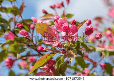 Flowering fruit trees in the Park. Catherine park. Moscow. Russia.