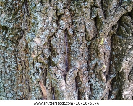 Real tree old wooden texture. Wood vertical background with brown green structure. Natural forest rustic photo. Ecological pine bark.