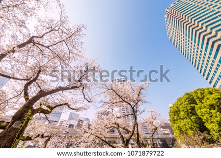 Cherry blossoms blooming in the city