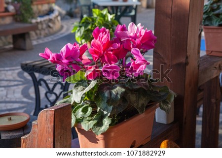 pink plumeria in a vase