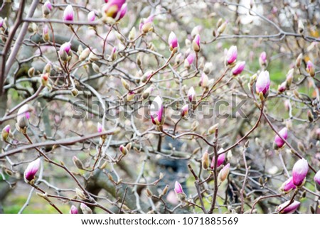 not yet blossoming pink buds of magnolia spring.