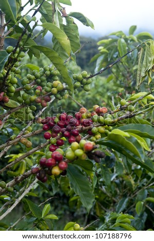 Coffee plantations in Finca Lerida, Boquete, Chiriqui province, Panama, Central America.