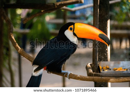 Toucan on the tree