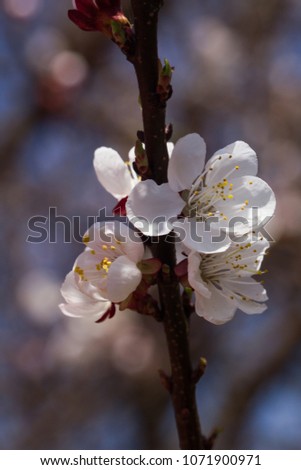 Apricot tree blossom macro picture