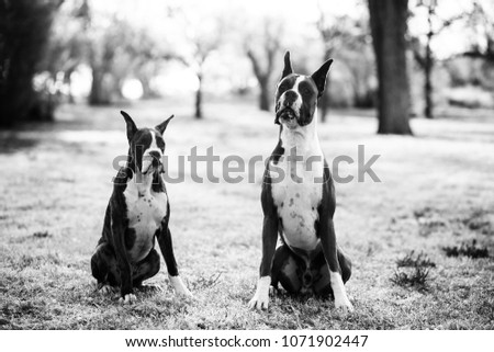 Boxer Dogs Playing at the Park