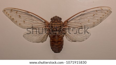 huge cicada has died