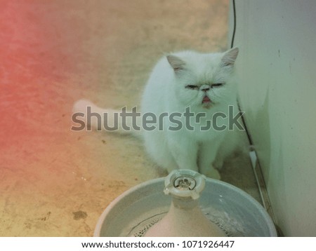 White cat is going to consume water.
