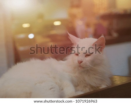 Cat sleeping in cafe