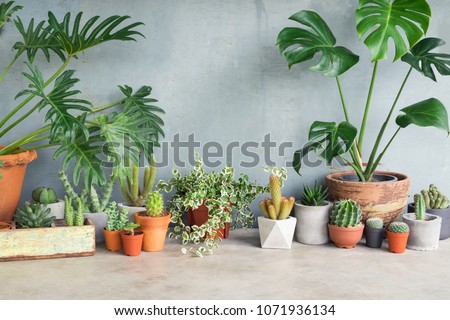 Houseplant and cactus at home. Royalty-Free Stock Photo #1071936134