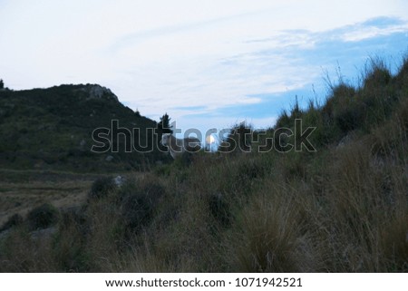 Sheep on a grassy hill with moon setting, Port Hills, New Zealand