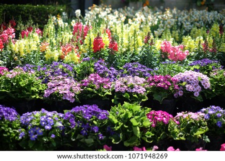 colorful flowers blooming in the garden