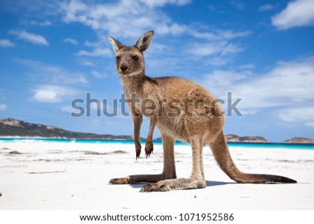 Cute little kangaroo on beach
