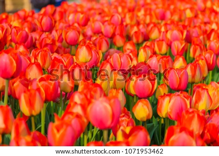 Beautiful tulips flowers background. Tulips flowers in the garden during Spring season.