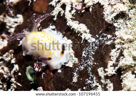 yellow dotted sea slug