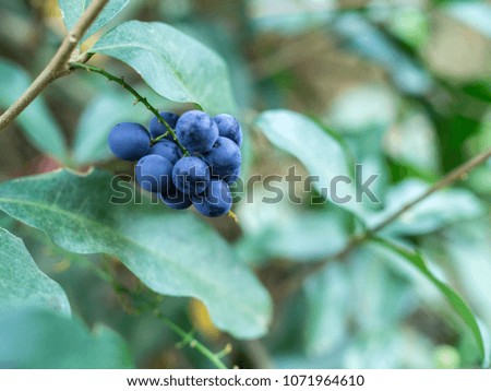 Close up huckleberry  tree
