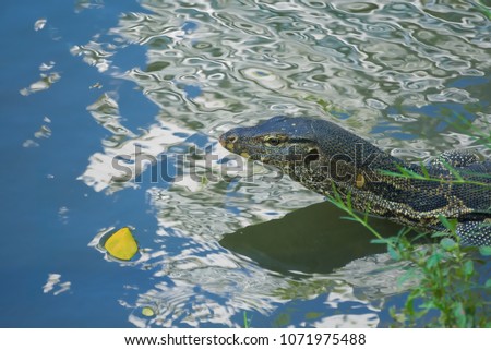 A large and beautiful monitor lizard, swimming under the reflective blue skies, and enjoying the banks of a lake in a lush park in Bangkok, Thailand.