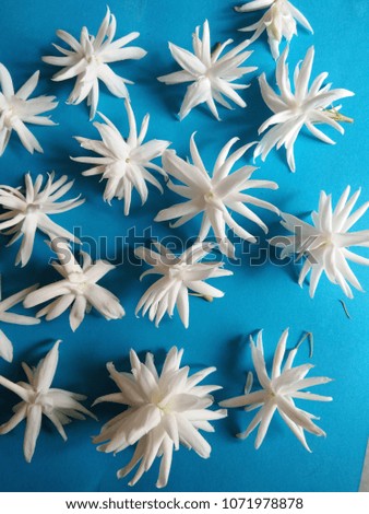 jasmine flower on blue background