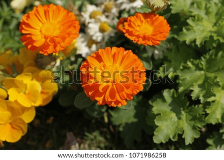 The Calendula which blooms in a flower bed