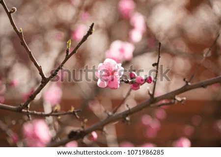 flowering tree branches